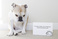 pet-modeling_ws_1370620525