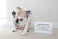 pet-modeling_ws_1370657416