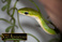 pet-modeling_ws_1370455710