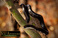 pet-modeling_ws_1370455762