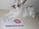 pet-modeling_ws_1370360329