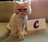 pet-modeling_ws_1362501969