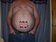 human-billboard_ws_1363925071