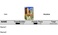 virtual-assistant-services_ws_1365530877