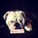 pet-modeling_ws_1367071049