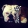pet-modeling_ws_1371302938