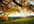 Autumn_leaves