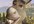 Shrek_2_donkey_l_poster