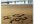 Lovesand