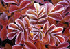 Winter_leaves