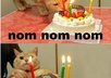Birfdaykat