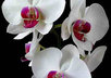 Summertime-orchids