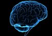 Brain-1