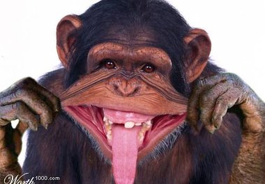 Monkeysmile-733853