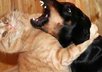 Animal_cat_hug_dog