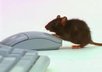 Mouse-click