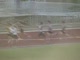 Boys Varsity 800 heat 1