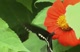 Butterfly Butterfly
