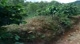 Coffe Plantation Stage 2