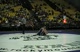 Rumble 160  Colby Barlocker (Enterprise) VS Colton Cannnon (Payson)