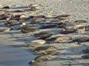 Seal Watching in La Jolla