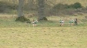 Ras Na HEireann Women's 4k