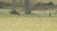 Ras Na HEireann Women's 4k
