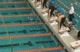 Big XII Championships 2008