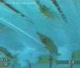 Blinkx Video  Michael Phelps Butterfly