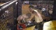 Caleb Esch vs Jason Painter