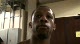 Josh Aarons post fight