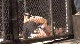 Justin Gaethje vs Austin Greer
