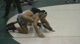 152 lbs Adam Miller (Central Michiga) vs Anthony Fretwell - Una (Indiana Univers)