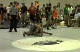 Alex Lazor (green) vs. Austin Shepard (white)