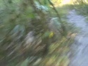 Running Ladyslipper!!!