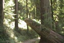 Ian And Zeb Run Up The Redwood