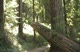 Ian And Zeb Run Up The Redwood