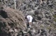 Timberline @ Mt. St. Helens