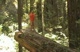 Redwood