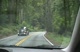 Trees In The Road