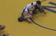 NCS 2009 Cons 119, Robbins (Hoopa) v Gonzalez (Deer Valley)