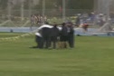 AllCal 08 Mens 800 heat 1