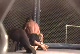Michael Chandler vs. Kyle Swaddley