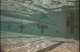 backstroke clinic 0509 (Silver)