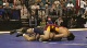 145 lbs hs r3, Michael Cresalia, vs David Rios, Liberty,