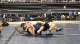 171lbs Eric Frick St Marks Tx- vs. Michael Picciani Episcopal Academy-