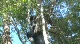 Timber