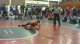 state duals brown vs poulton