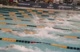 50 Free at US Nationals 50 Free at US Nationals
