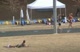 Greybull Girls 1600 3
